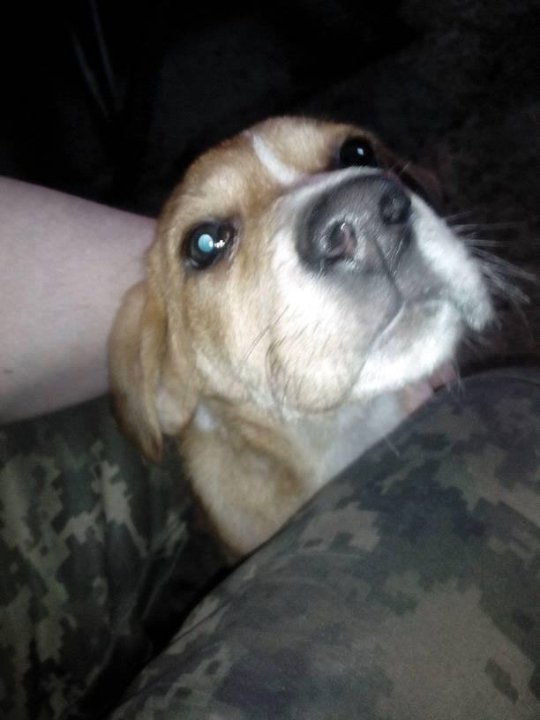 Фото з передової: військові та їх улюбленці. ФОТО