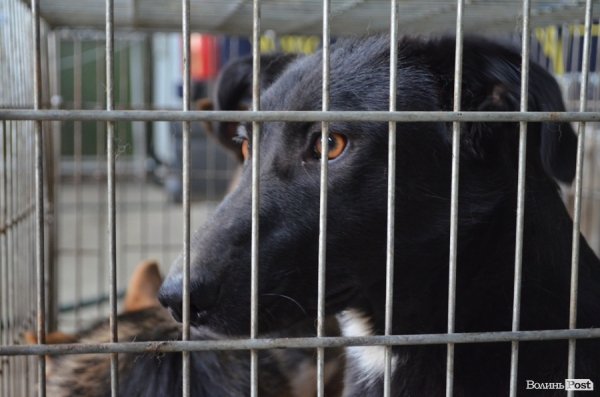 Як болгари каструють луцьких бродячих котів і собак. ФОТО