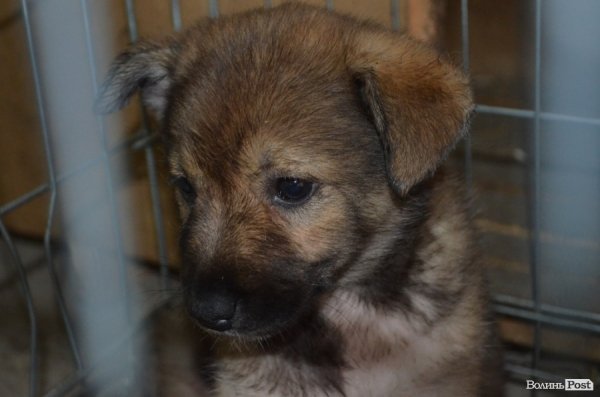 Як болгари каструють луцьких бродячих котів і собак. ФОТО