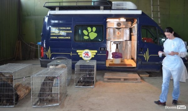 Собача черга в операційну 