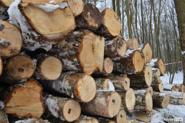 Жнива у зимовому лісі: як на Волині заготовляють деревину. ФОТО
