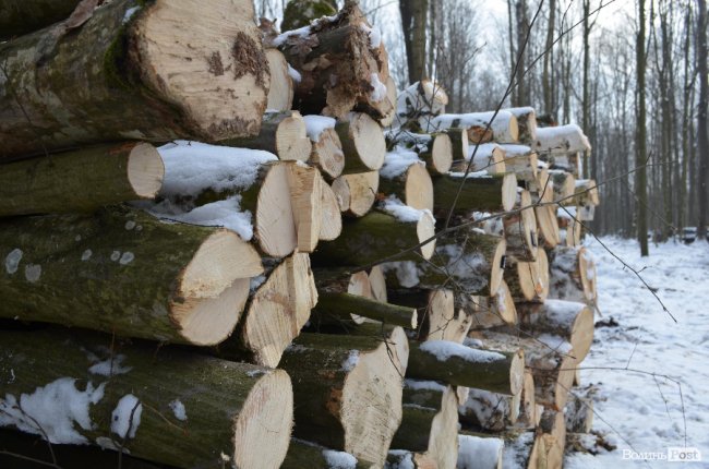 Жнива у зимовому лісі: як на Волині заготовляють деревину. ФОТО