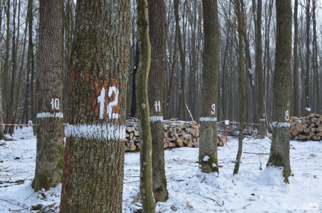Жнива у зимовому лісі: як на Волині заготовляють деревину. ФОТО