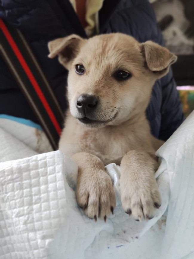 У Луцьку п'яні чоловіки познущались над цуценям. ФОТО
