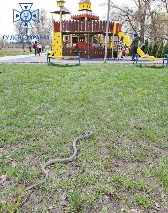 На Волині на дитмайданчик заповзла змія