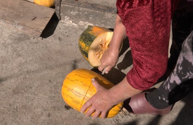 Як на Волині заробляють на гарбузах. ВІДЕО