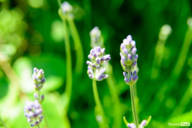 Літні пахощі: головний собор Луцька тоне в трояндах. ФОТОРЕПОРТАЖ