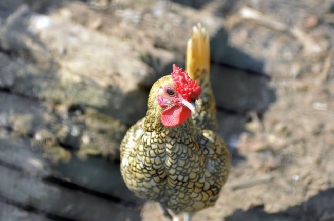 Ліниві леви і грайливі мавпочки: яскраві фото з Луцького зоопарку