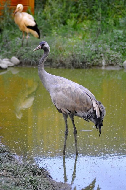 Ліниві леви і грайливі мавпочки: яскраві фото з Луцького зоопарку