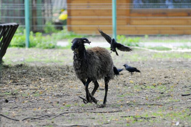 Ліниві леви і грайливі мавпочки: яскраві фото з Луцького зоопарку