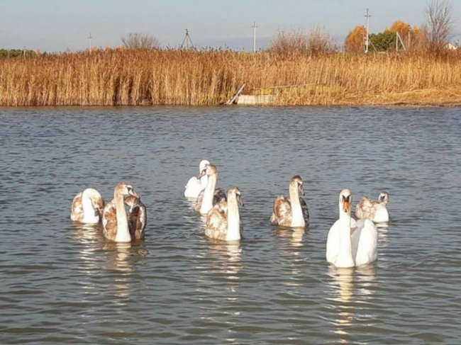 Осіння магія: опублікували світлини Турійського озера. ФОТО