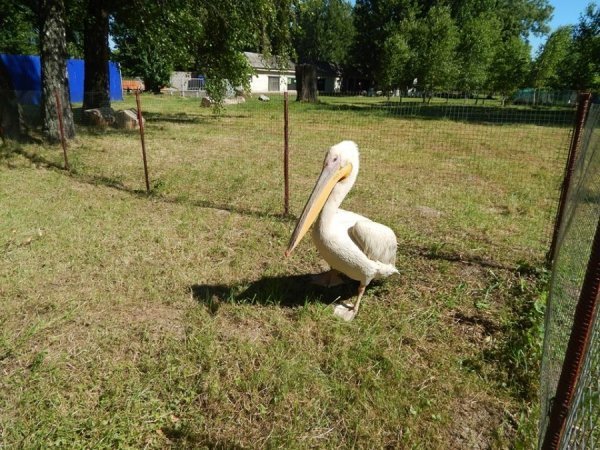 У луцькому зоопарку оселився новий мешканець. ФОТО