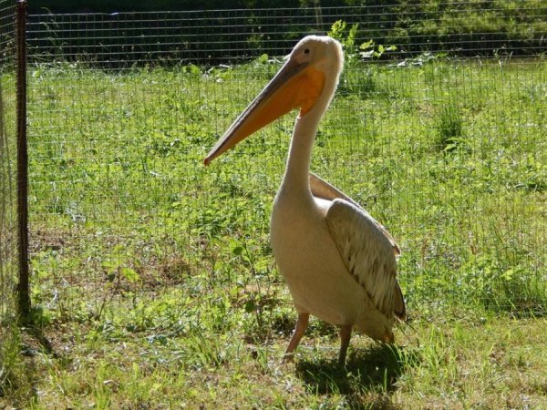У луцькому зоопарку оселився новий мешканець. ФОТО