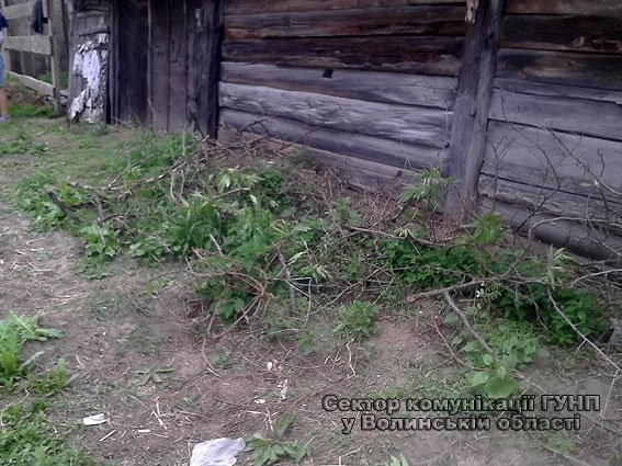 У Маневицькому районі молодик на подвір’ї вирощував наркотики. ФОТО