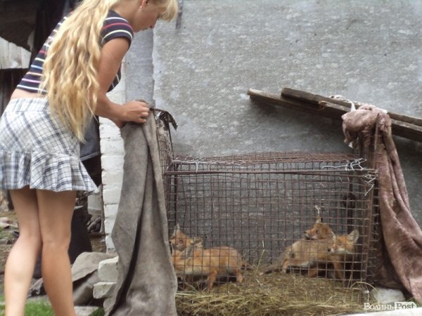 На подвір’ї у волинянина живуть шестеро лисиць. ФОТО. ВІДЕО
