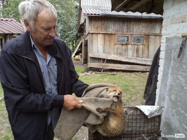 На подвір’ї у волинянина живуть шестеро лисиць. ФОТО. ВІДЕО