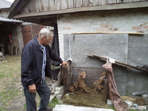 На подвір’ї у волинянина живуть шестеро лисиць. ФОТО. ВІДЕО