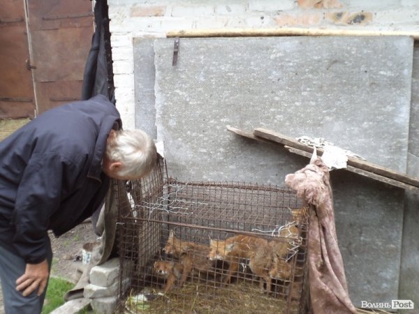 На подвір’ї у волинянина живуть шестеро лисиць. ФОТО. ВІДЕО