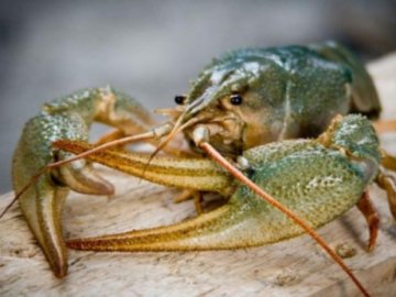 На Волині закінчилася заборона на вилов раків