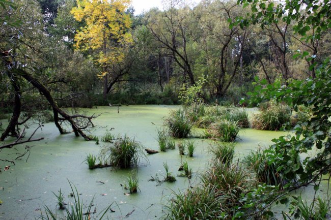 Водосховище та затоплений ліс: подорож цуманськими дібровами. ФОТО