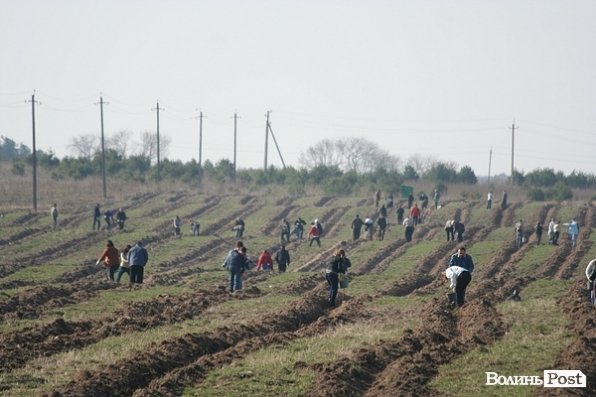 Луцьке сміттєзвалище посадовці обсаджують лісом