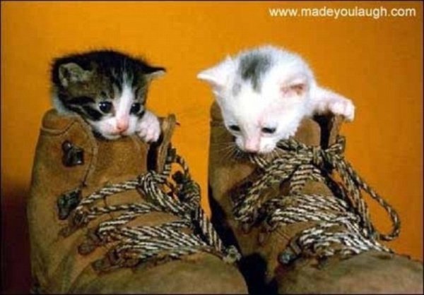 Підбірка фотографій кішок, які мріють про власне взуття. ФОТО