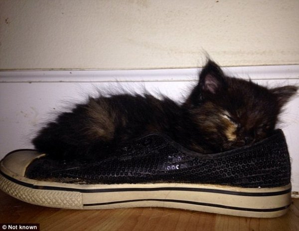 Підбірка фотографій кішок, які мріють про власне взуття. ФОТО