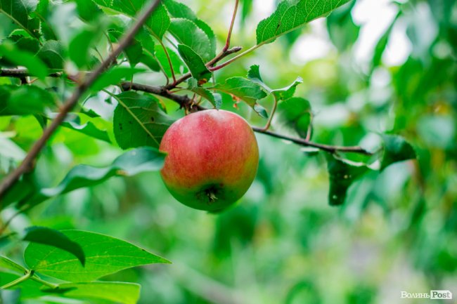 Соковиті й налиті сонцем дарунки осені: що вродило в садах і на городах лучан. ФОТО