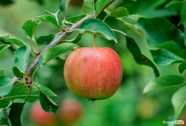 Соковиті й налиті сонцем дарунки осені: що вродило в садах і на городах лучан. ФОТО