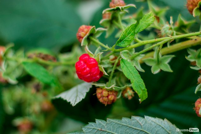 Соковиті й налиті сонцем дарунки осені: що вродило в садах і на городах лучан. ФОТО