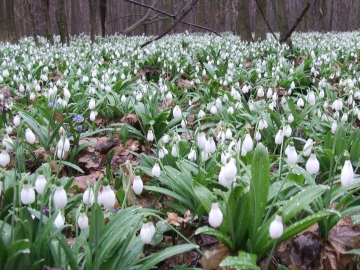 Якою буде погода у Луцьку та на Волині 15 березня