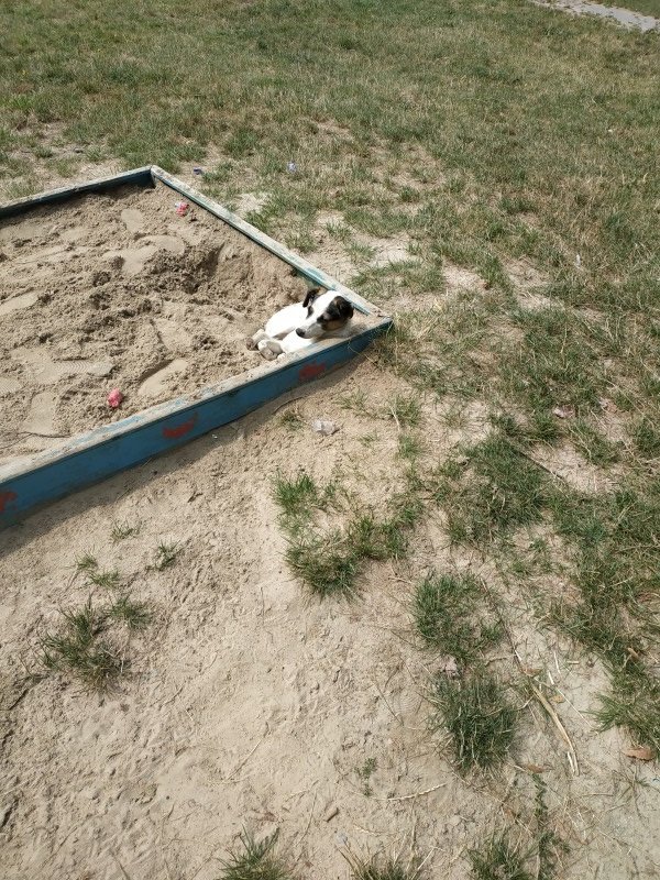 У Луцьку агресивний собака нападає на людей. ФОТО