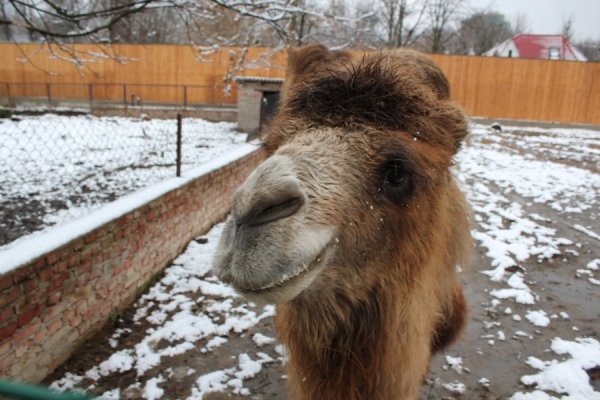 Луцький зоопарк «позичив» у Львові верблюда. ФОТО
