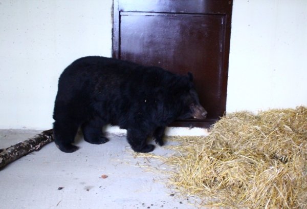 Луцький зоопарк «позичив» у Львові верблюда. ФОТО