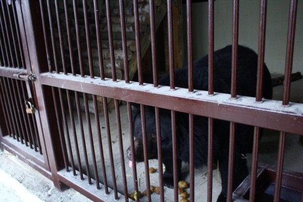 Луцький зоопарк «позичив» у Львові верблюда. ФОТО