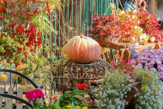 Луцький фотограф показав красу осені