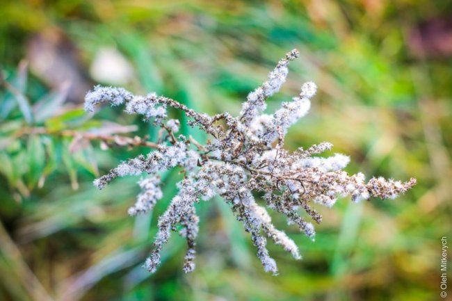 Луцький фотограф показав красу осені