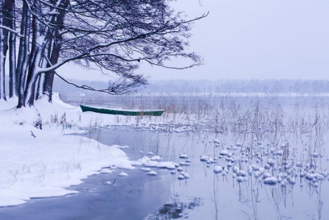 Лебеді, троянди, сніг: показали красу зимового озера на Волині. ФОТО
