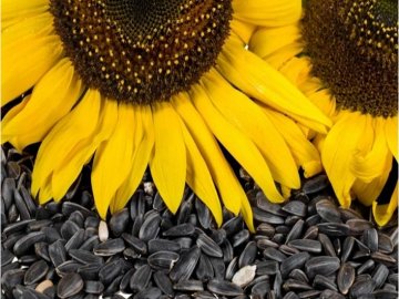 На Волині підприємець махлював із соняшниковим насінням та обікрав державу на понад пів мільйона гривень