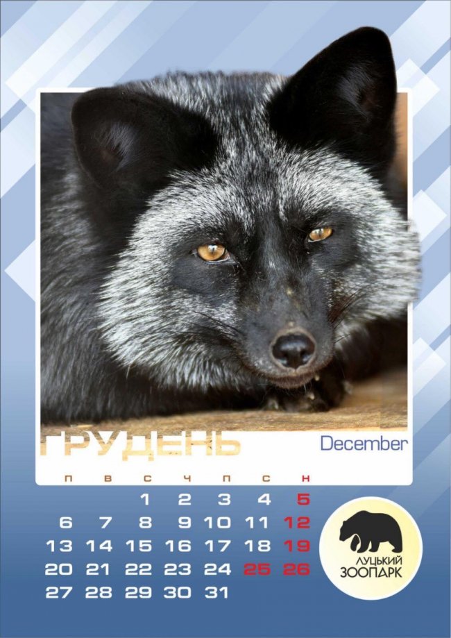 Луцький зоопарк видав календар із зображеннями його мешканців. ФОТО