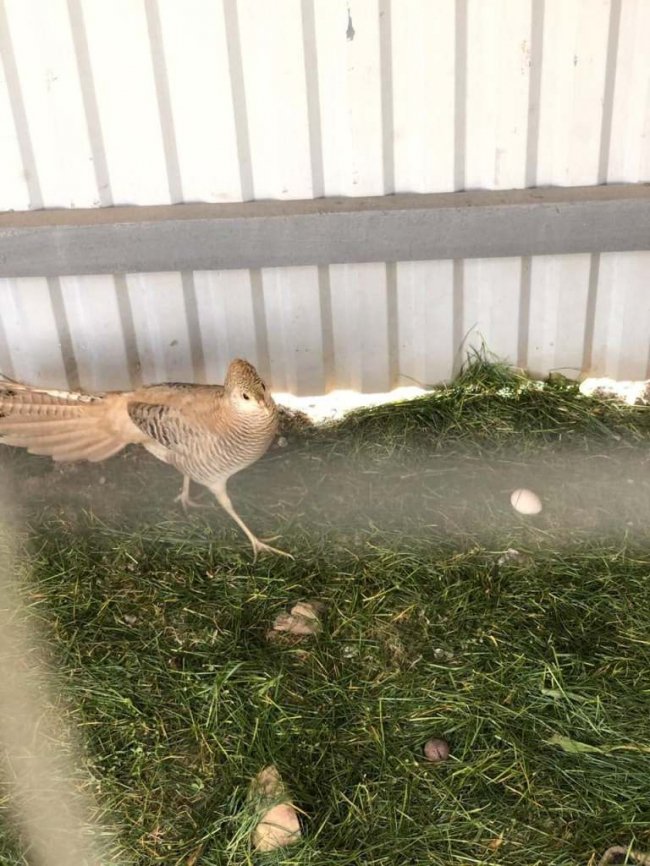 Володимир-Волинські лісівники зайнялися розведенням фазанів. ФОТО, ВІДЕО