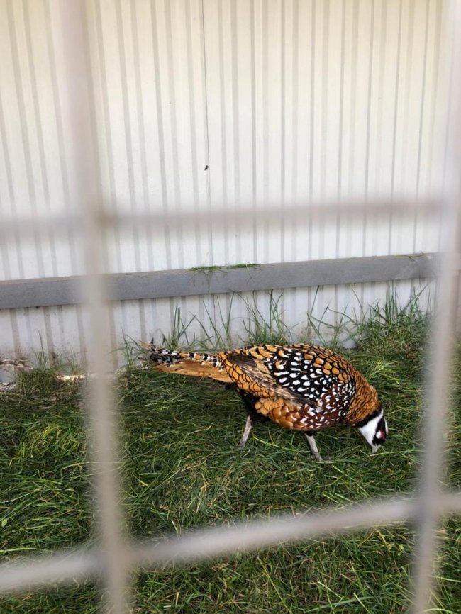 Володимир-Волинські лісівники зайнялися розведенням фазанів. ФОТО, ВІДЕО