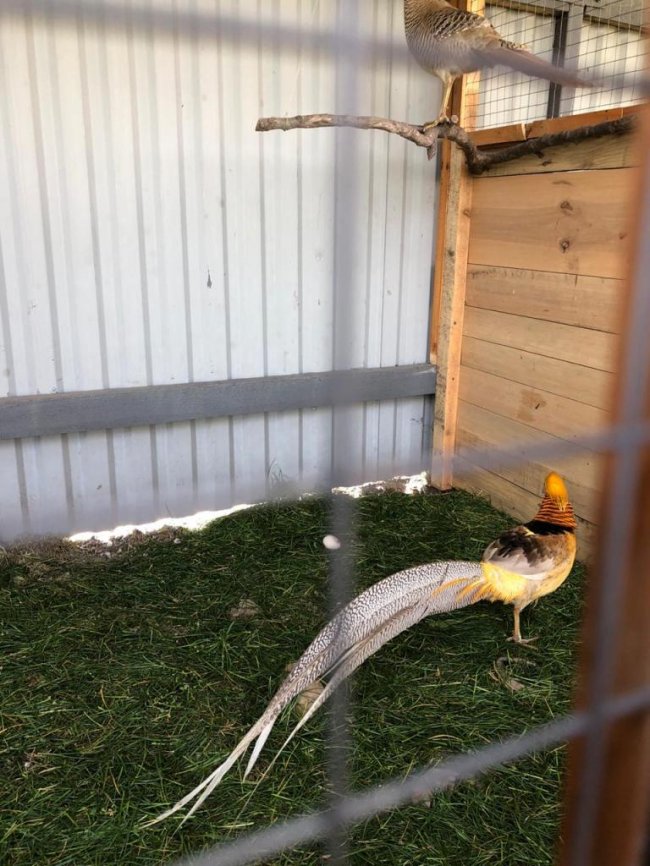 Володимир-Волинські лісівники зайнялися розведенням фазанів. ФОТО, ВІДЕО