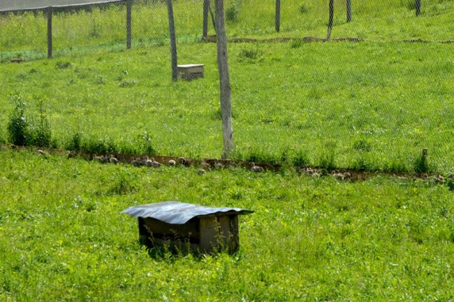 Протягом 2-х років випустили на волю майже 3 тисячі птахів: як на Волині розводять фазанів. ФОТО 
