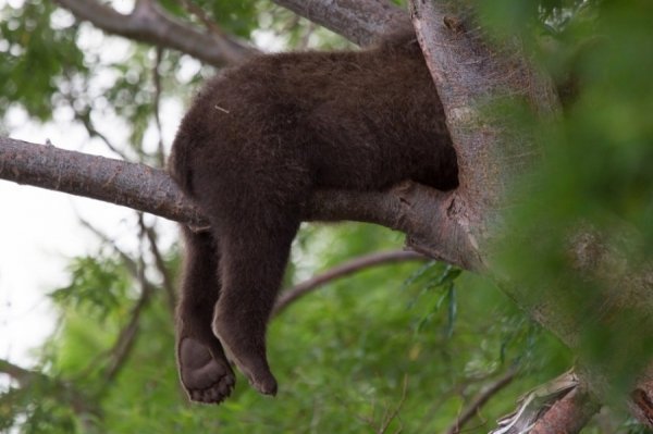 Кращі знімки National Geographic за серпень. ФОТО