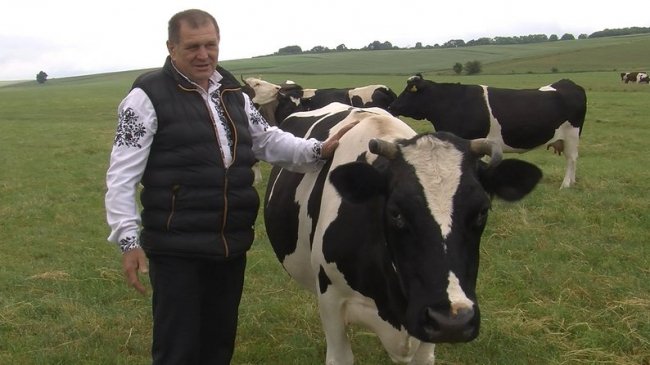 Дотації на телят: скільки господарств на Волині їх отримують. ВІДЕО