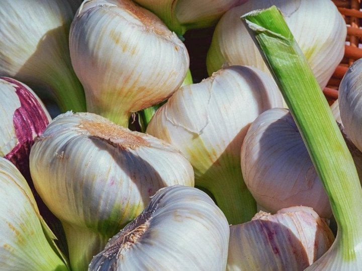 Які сорти озимого часнику найкращі: не бояться морозів і хвороб, формують гігантські головки