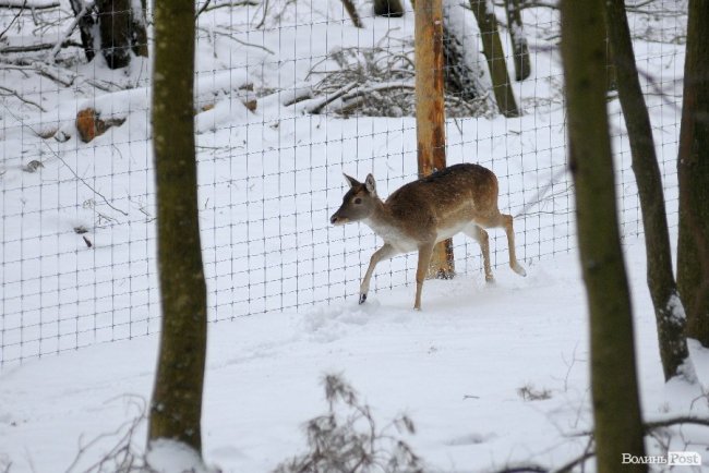 Квартири сиротам та 60 тисяч для хворої дівчинки. Добрі новини Волині