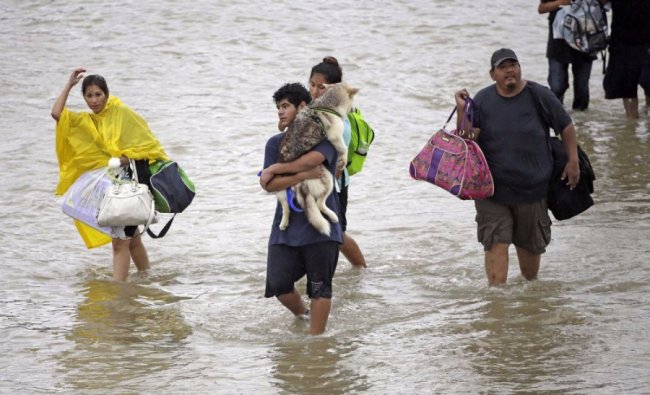 Оприлюднили фото порятунку тварин від руйнівного урагану в США