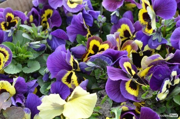 Як заквітчують центральну площу Луцька. ФОТО